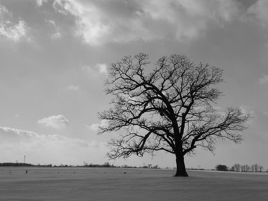 tree, field, black, white, lonely, alone, nature, landscape, HD wallpaper