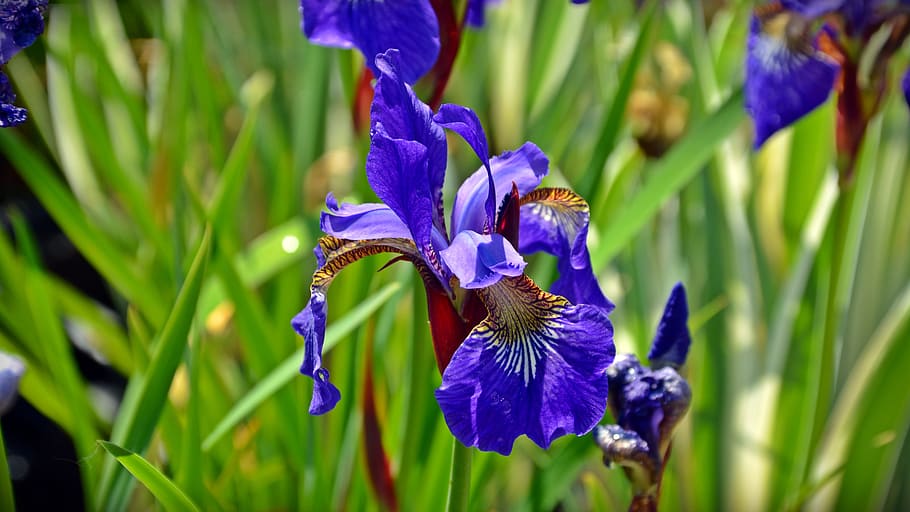 Iris, Blossom, Bloom, Blue, Flower, nature, garden, growth HD wallpaper