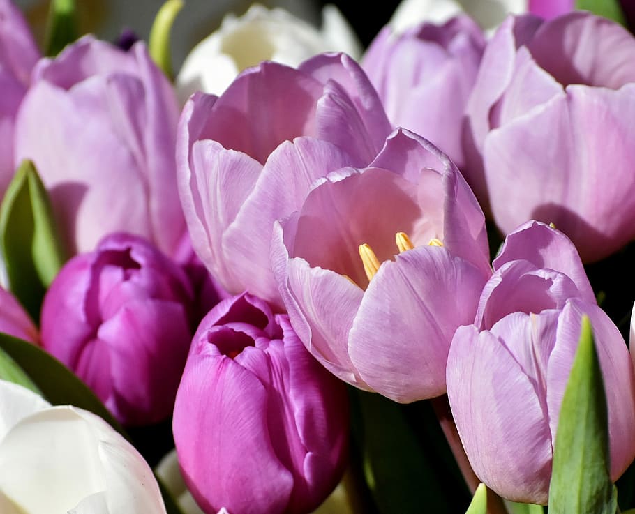 close-up of purple tulips in bloom, spring, flowers, violet HD wallpaper
