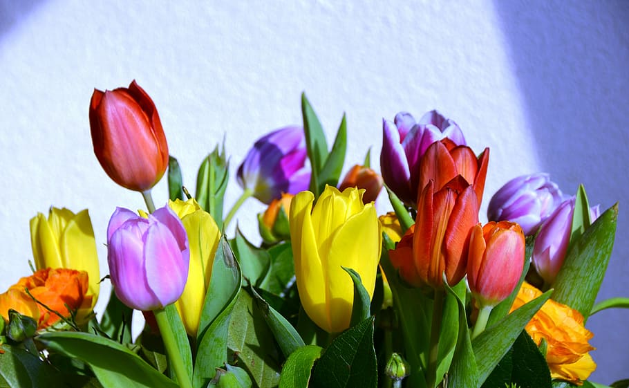 bunch of assorted-color tulip flowers, tulips, happy, background HD wallpaper