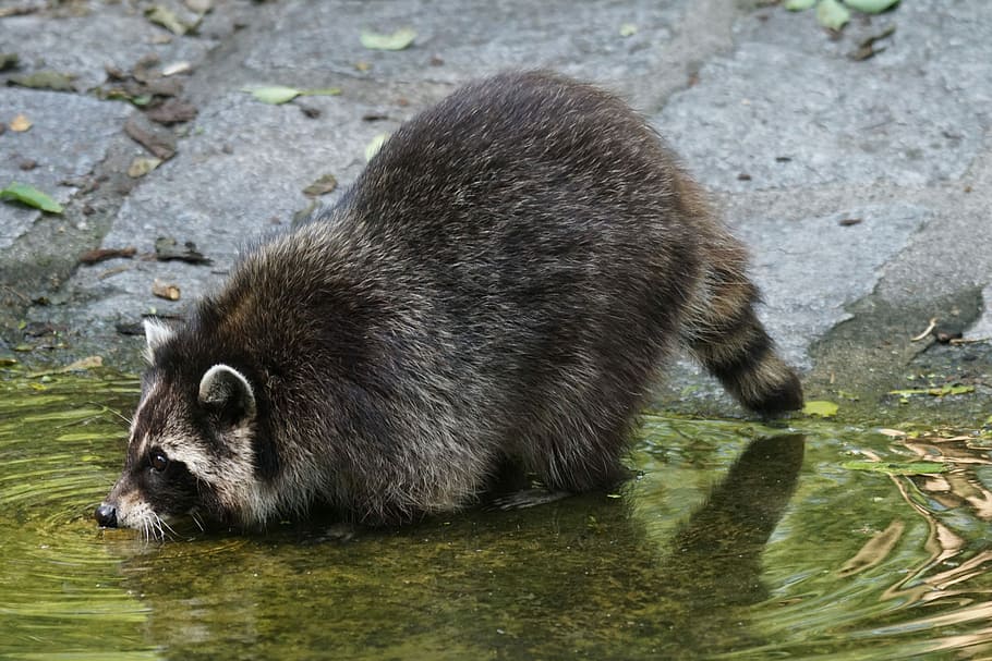 raccoon on body of water near concrete surface, Predator, Thirsty