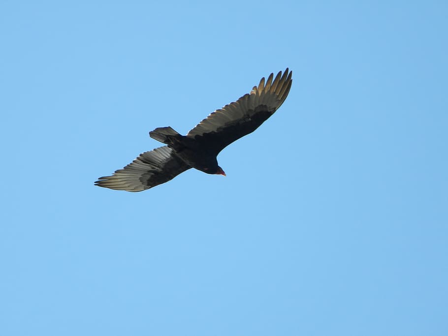 birds, wings, flight, flying, nature, wildlife, feather, blue HD wallpaper
