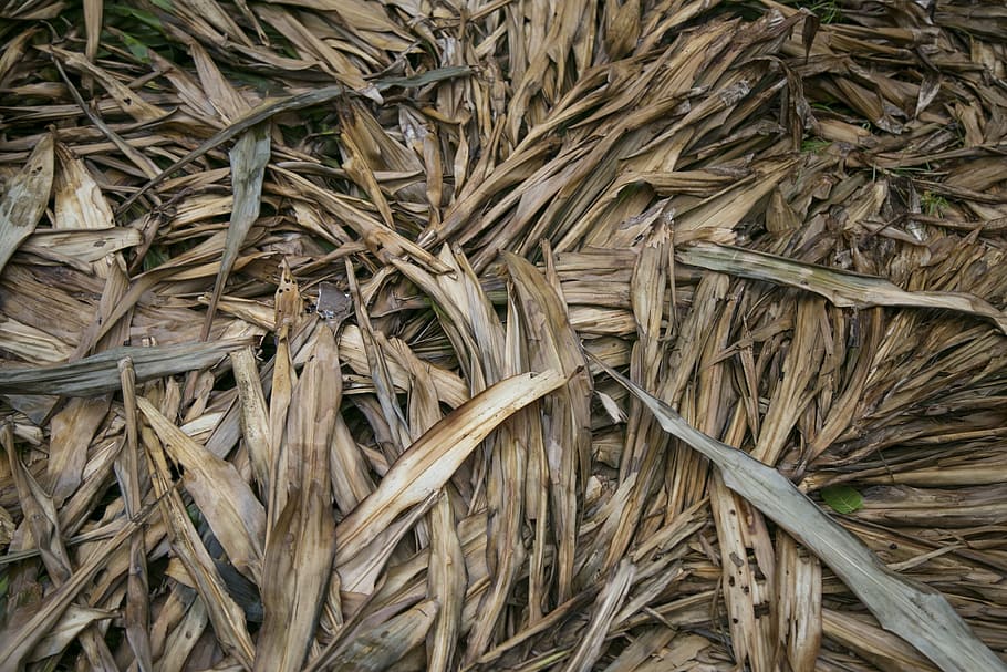 dry leaf, pine, rainforest, full frame, backgrounds, plant HD wallpaper