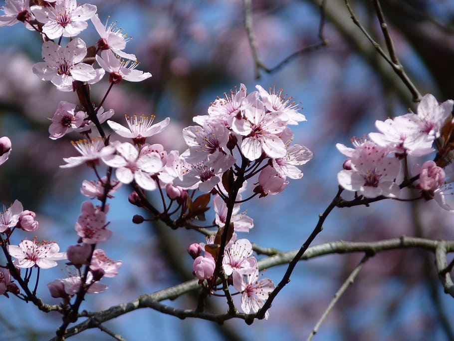 Flowers, Bush, Tree, Pink, Bloom, Garden, nature, spring, sky HD wallpaper