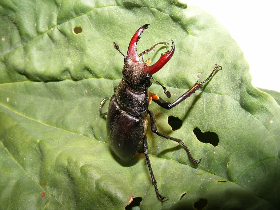 animals wildlife, insects, stag, beetle, fly, lucanus, cervus HD wallpaper