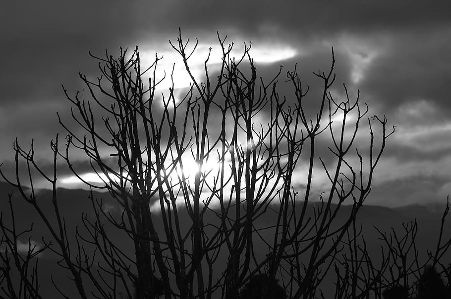 graphic, image, nature, tree, landscape, plant, sky, cloud - sky HD wallpaper