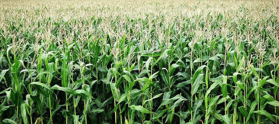 green corn plants, maize, crop, grow, agriculture, grain, food, HD wallpaper