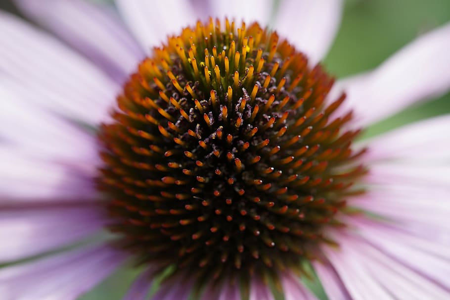 echinacea, detail, close, macro, middle, plant, blossom, bloom HD wallpaper