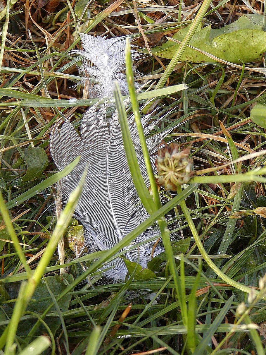 feather, loss, bank, subtlety, lightness, plant, nature, growth HD wallpaper