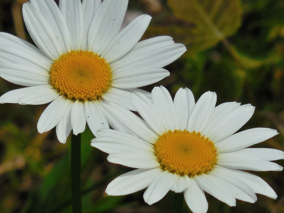 flower, daisy, nature, spring, white, floral, summer, plant HD wallpaper