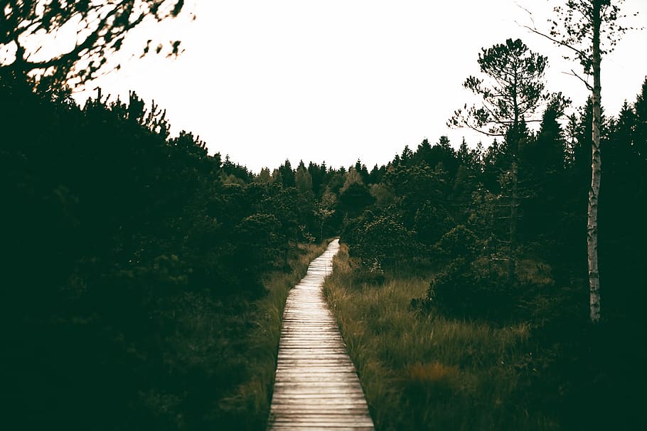 landscape, nature, sky, forest, daylight, grass, guidance, outdoors HD wallpaper