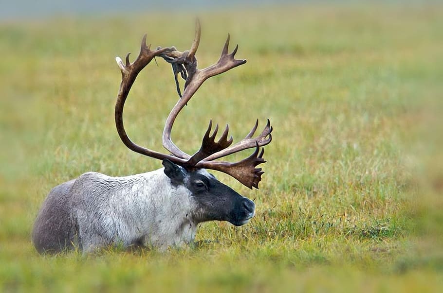 moose prone lying on grassland, caribou, wildlife, male, alaska, HD wallpaper