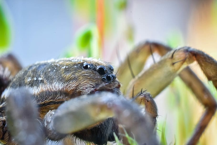 Spider, Eyes, Macro, Orange, animal, nature, wildlife, insect HD wallpaper