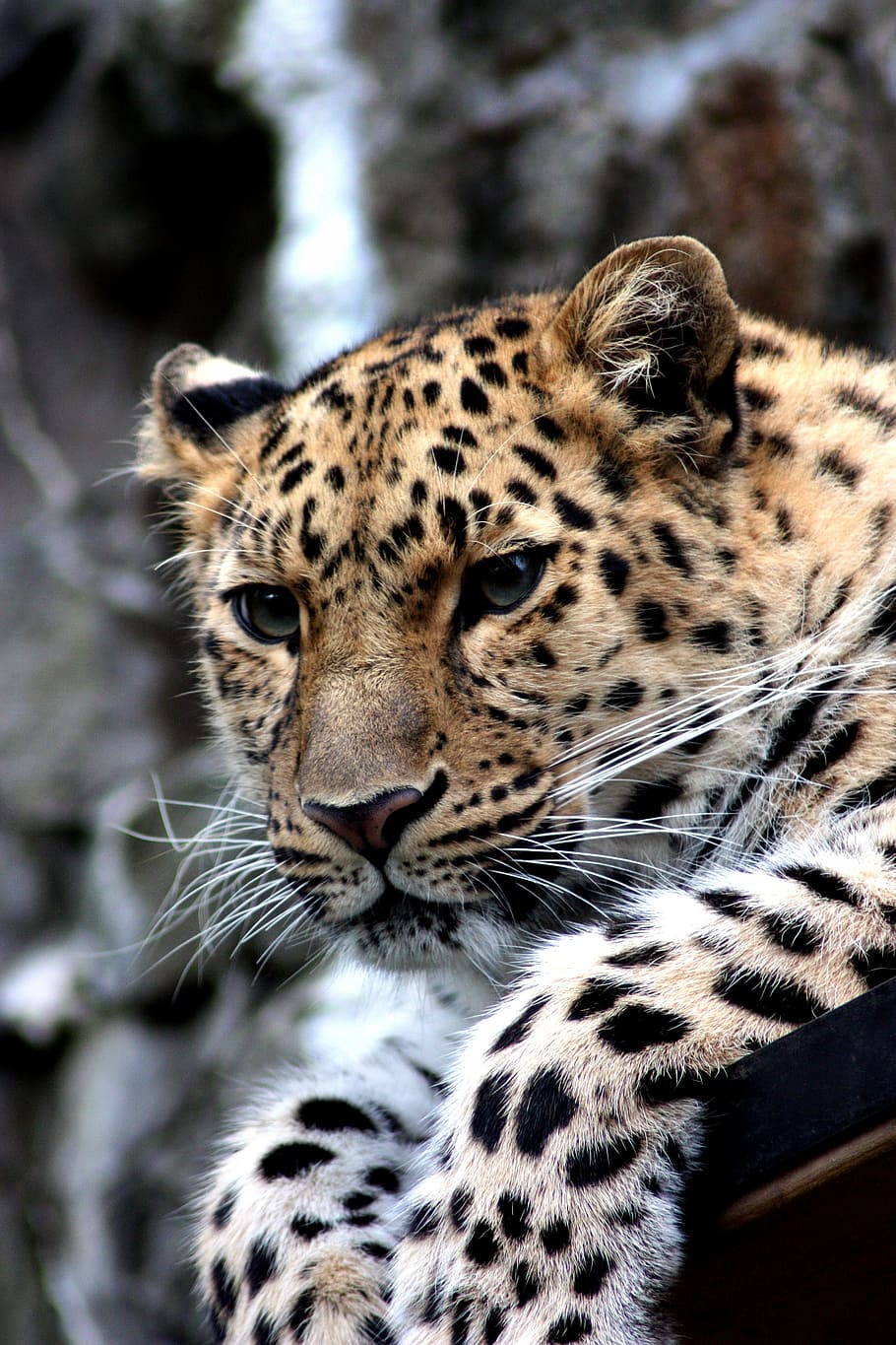 closeup photo of leopard, animal, cat, cheetah, amur, zoo, wild HD wallpaper