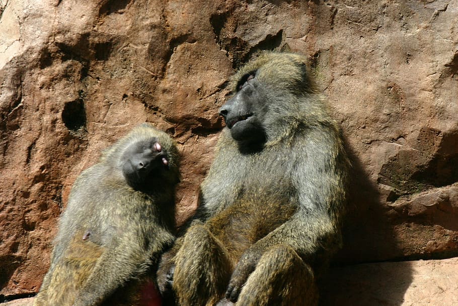 monkey, animal, sleeping, animal themes, mammal, animal wildlife HD wallpaper