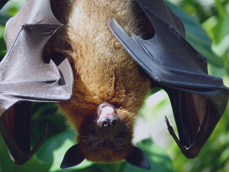 photo of brown and black bat, flying dog, wing, tongue, zoo, tiergarten
