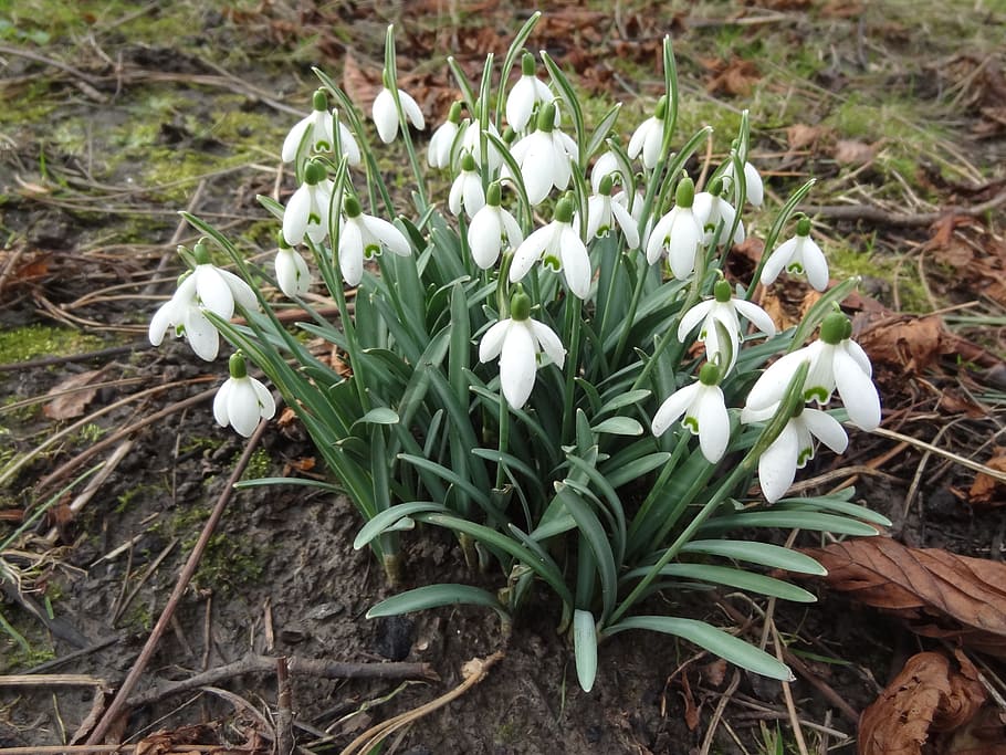 Snowdrops, Flower, Flora, Bloom, Blossom, botany, floral, tropical HD wallpaper