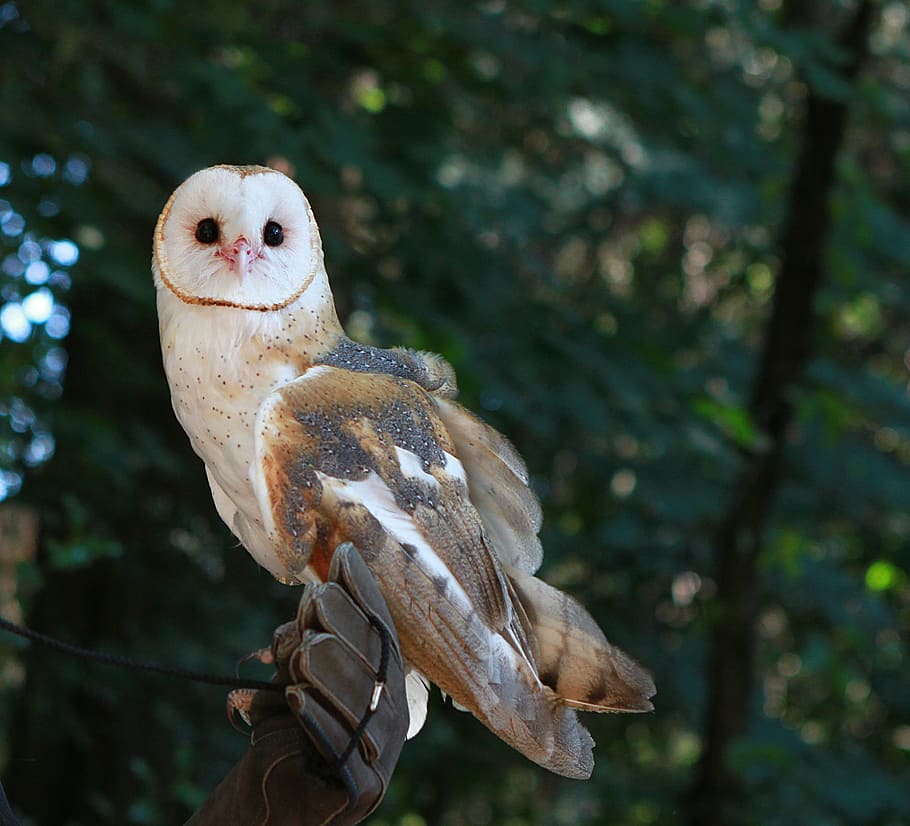 shallow focus photography of white and brown bird, barn owl, animal, HD wallpaper