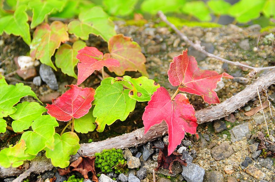 leaf, autumn, ivy, plant part, nature, beauty in nature, growth HD wallpaper
