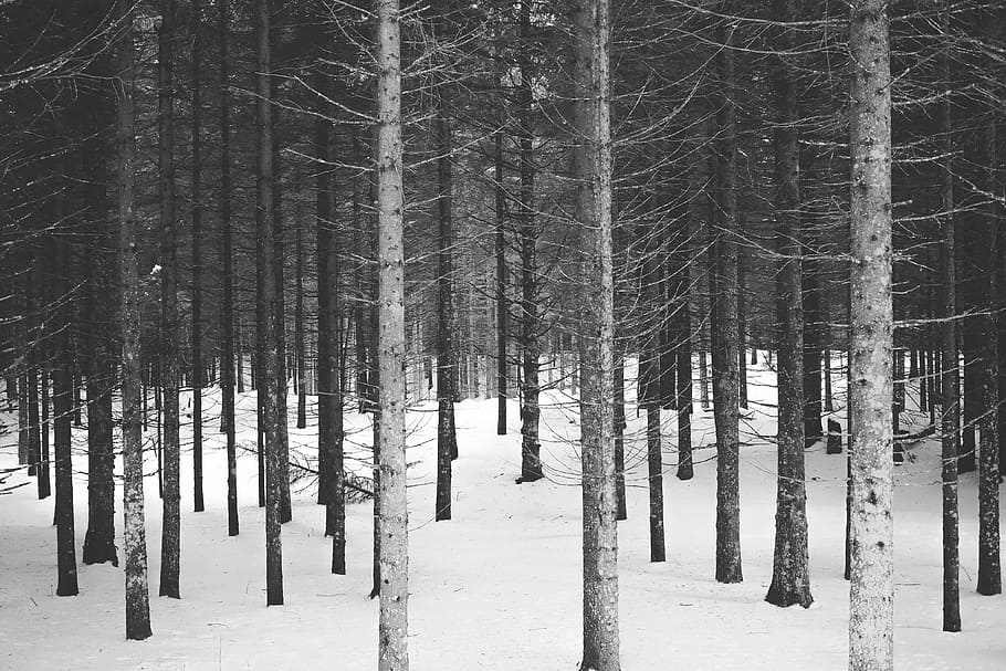 bare trees at snow, photography of forest, landscape, nature HD wallpaper