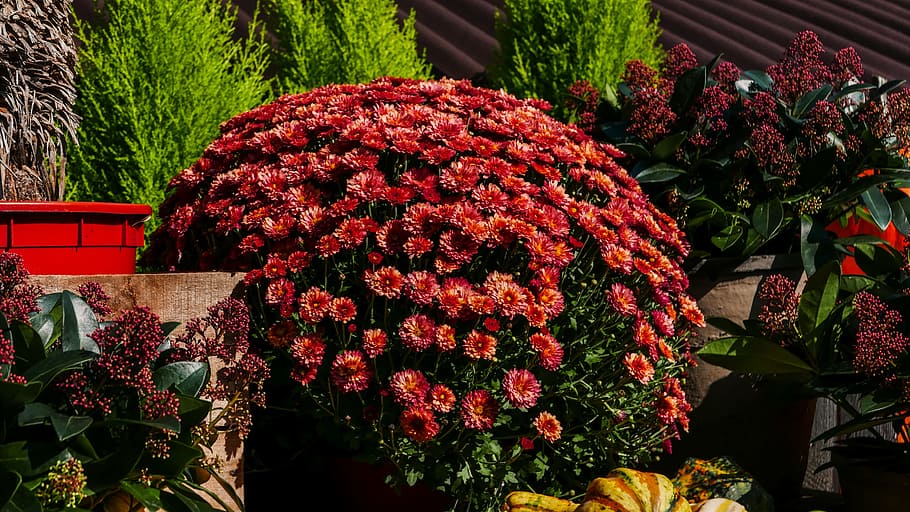 fall, pumpkin, autumn, garden, flowers, nature, leaf, folliage HD wallpaper