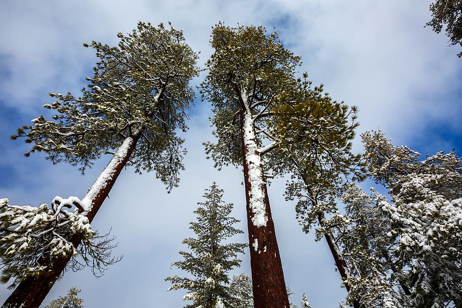 Redwood, Tree, Winter, Snow, Nature, forest, landscape, park HD wallpaper