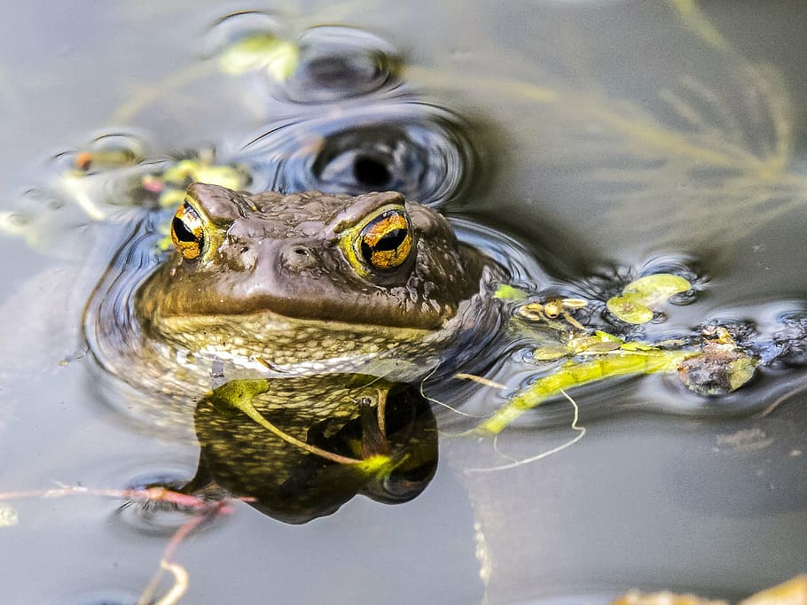 common toad, amphibians, nature, animal, water, animal themes HD wallpaper