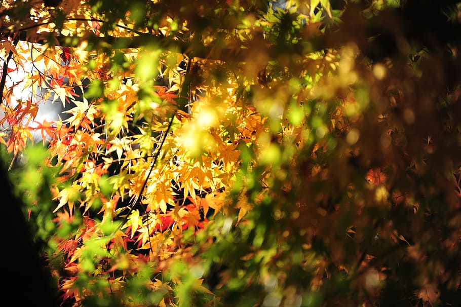 maple, light, autumnal leaves, growth, plant, beauty in nature HD wallpaper