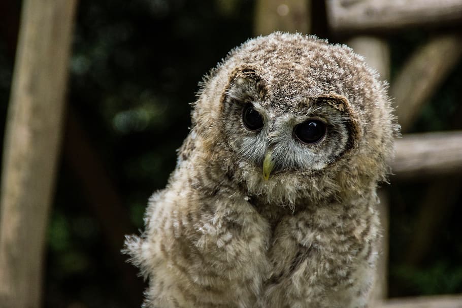 closeup photo of brown owl, bird, eagle owl, feather, animal HD wallpaper