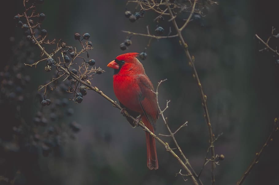 selective focus photography of red cardinal on tree, selective focus of perching North Cardinal bird