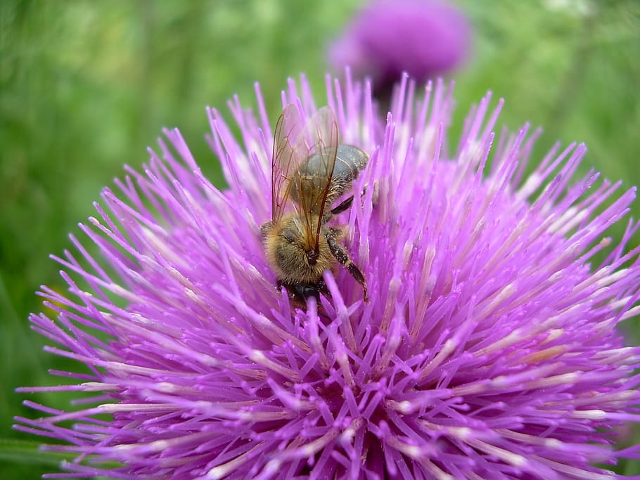 macro, bee, flower, pollination, insect, closeup, macro photography HD wallpaper