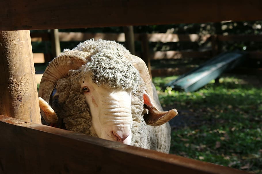 Sheep, Close-Up, Australia, one animal, livestock, one person HD wallpaper