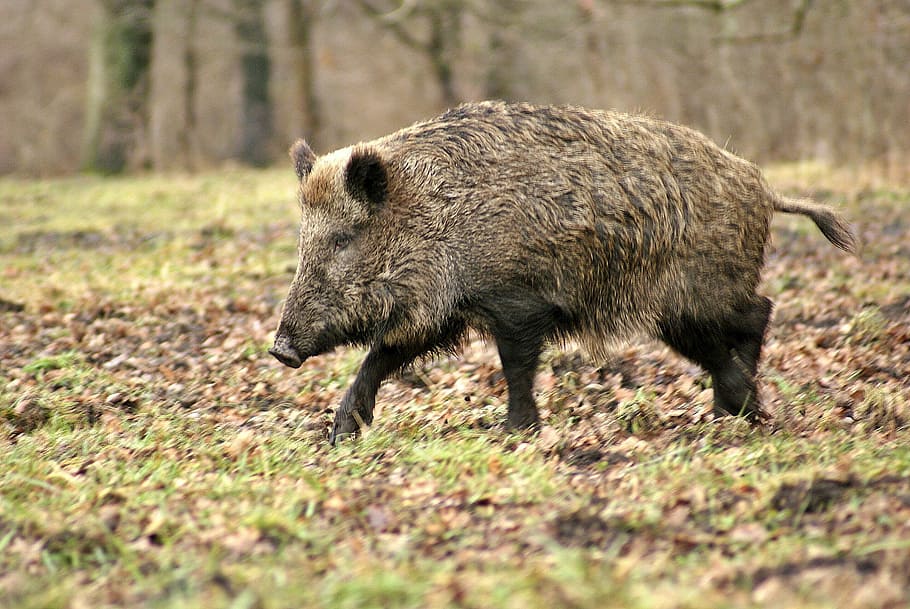 wild boar on the grass field, forest, tree, animal, winter, leaf mold