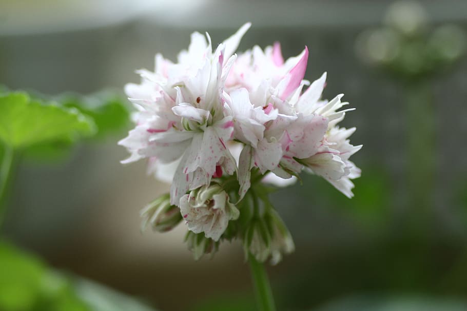 geranium, flowers, flowering plant, freshness, fragility, vulnerability HD wallpaper