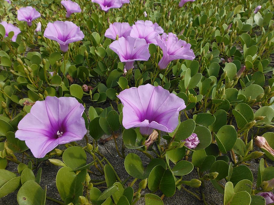 flower, leaf, nature, ecology, flowering plant, freshness, fragility HD wallpaper