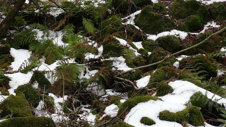 moss, winter, rock, nature, tree, snow, forest, plant, cold temperature HD wallpaper