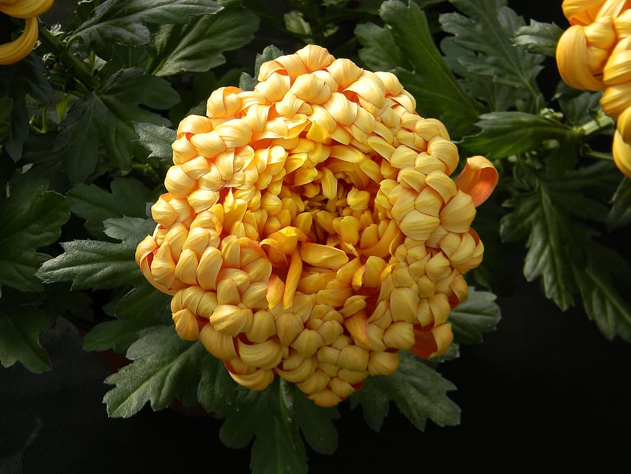 chrysanthemum, single, bloom, flower, petal, plant, color, photography HD wallpaper