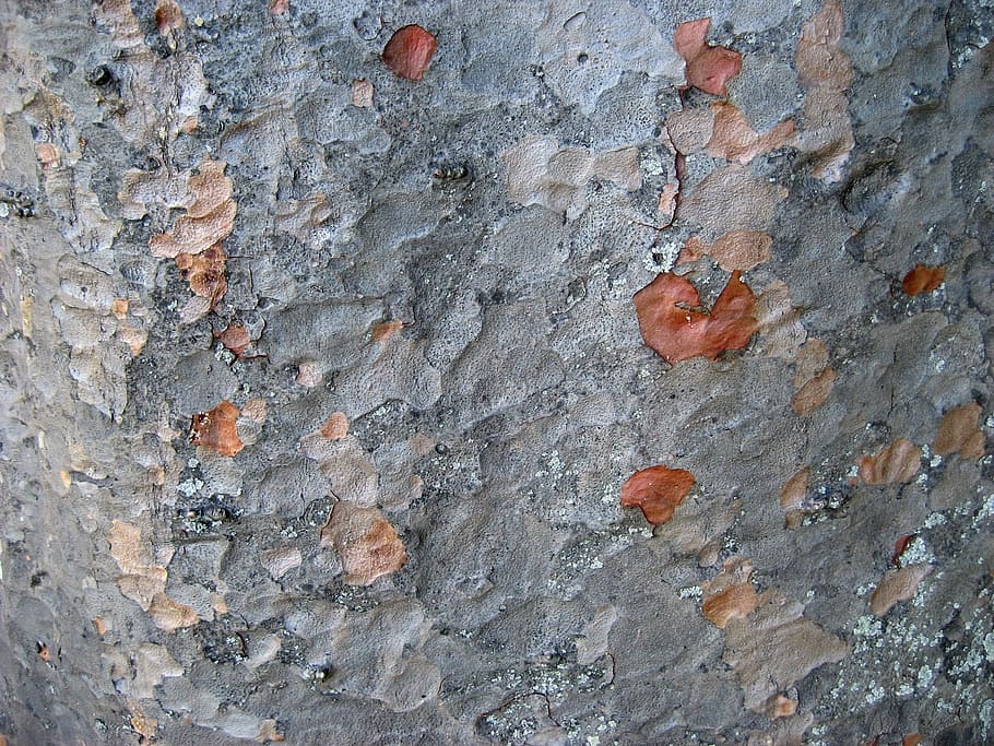 tree bark, silver color, background, bark agathis robusta, auckland HD wallpaper
