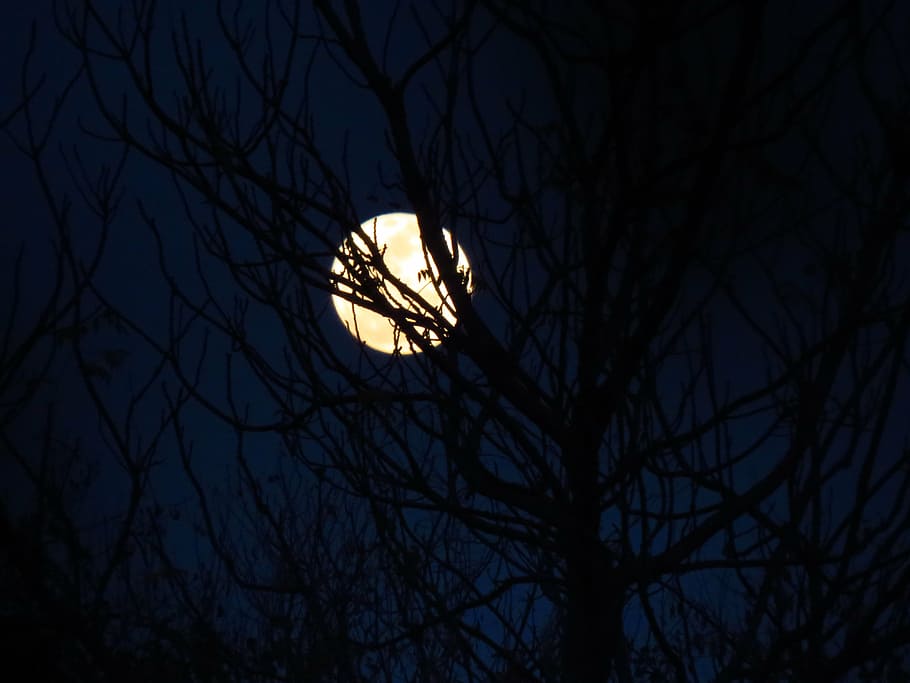silhouette of black tree at night, moon, moonlit, blue sky, night sky