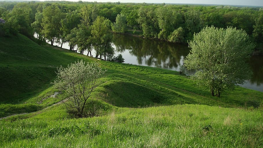 river, spring, trees, plant, green color, grass, beauty in nature HD wallpaper