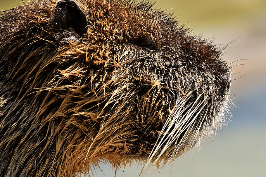 nutria, water rat, splashing, animal world, nature, fur, rodent HD wallpaper