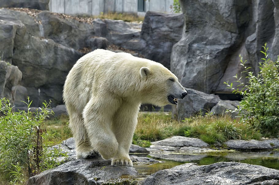 HD wallpaper: polar bear on gray rock, zoo, fur, white, white fur ...