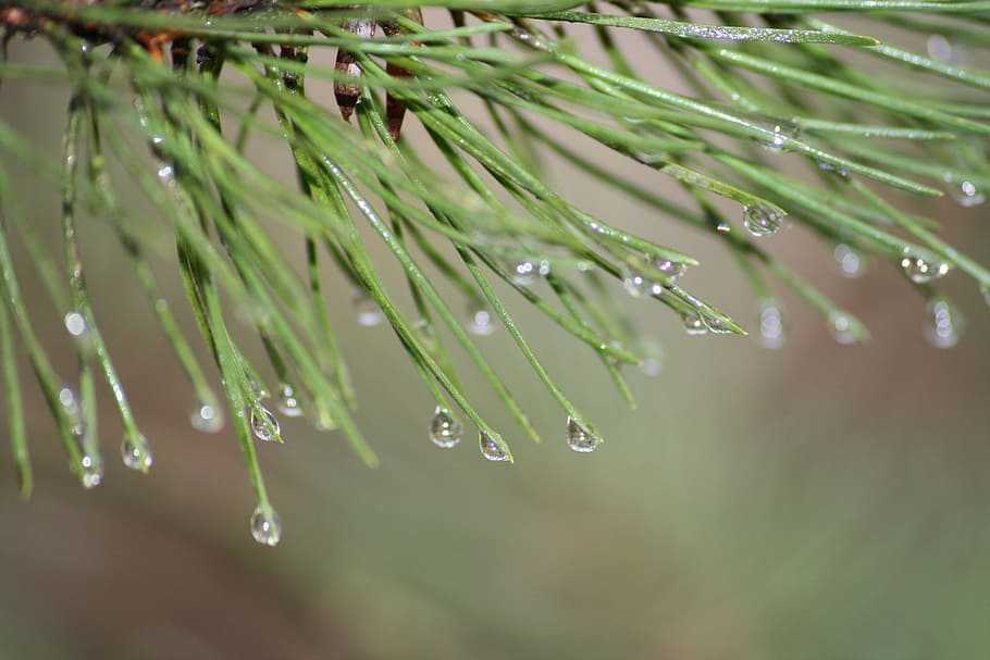 spring, herbs, nature, garden, green, wild herbs, prairie, foliage HD wallpaper