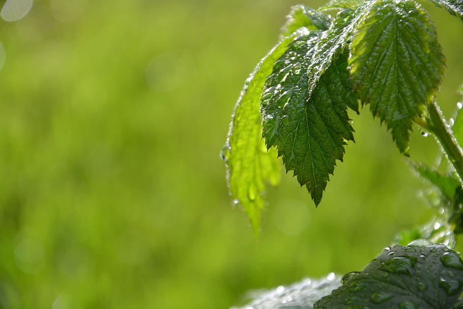 green, leaf, drip, water, nature, green leaf, leaves, plant HD wallpaper