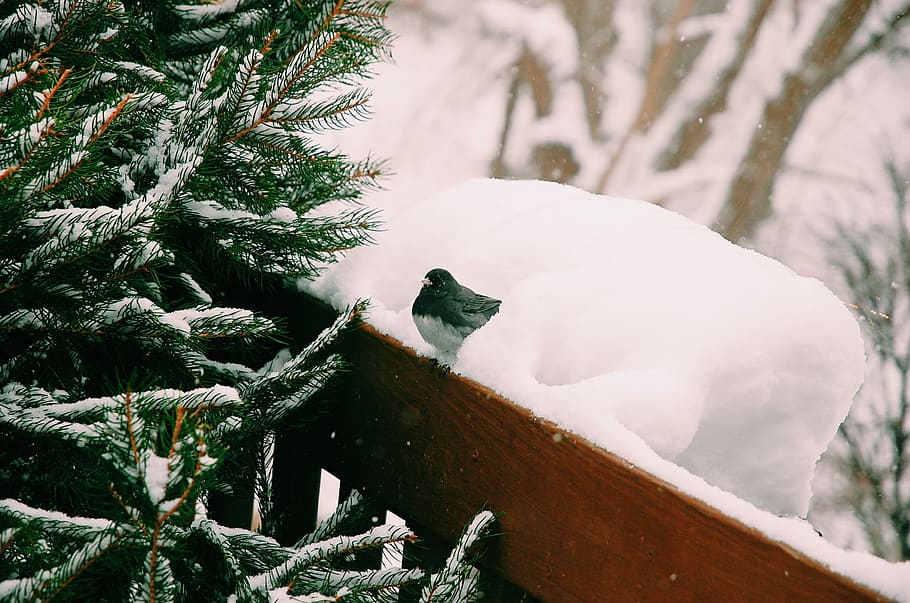 bird perching on wooden surface, untitled, snow, winter, foliage HD wallpaper