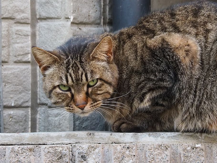 cat, wall, eyes, feline, animal themes, mammal, pets, one animal HD wallpaper