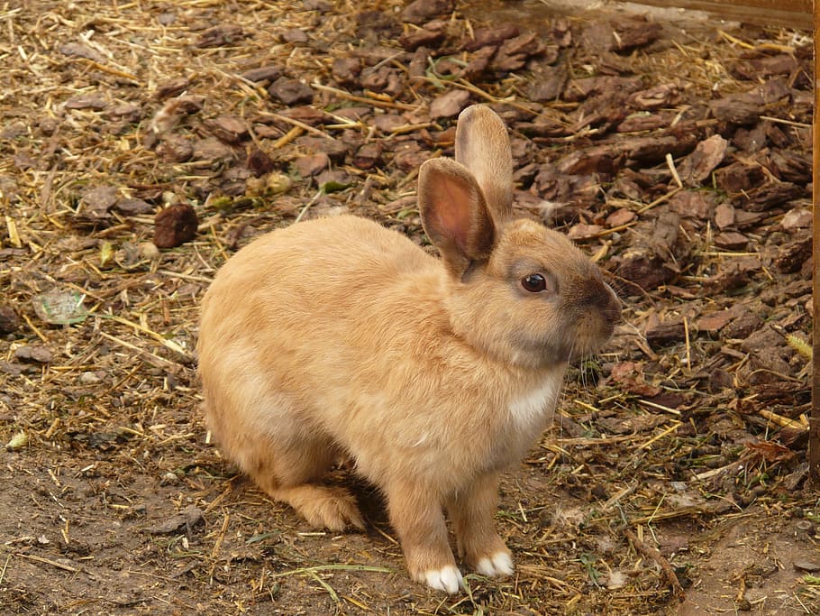 brown rabbit on dirt soil, hare, dwarf bunny, long eared, animal, HD wallpaper