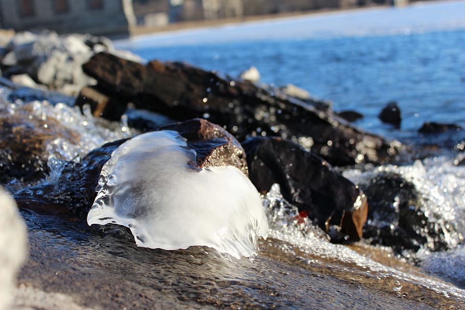 melting, ice, freshness, water, animal, animal themes, sea HD wallpaper