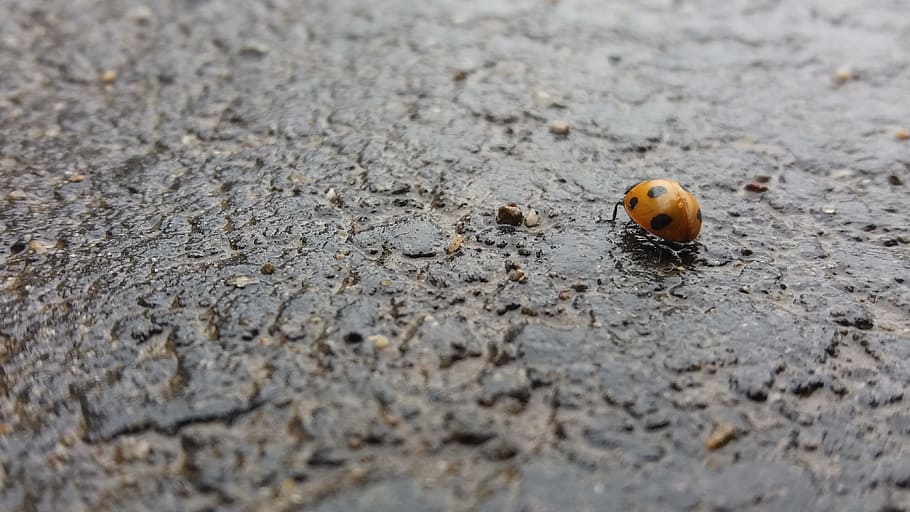 nature, stone, animal themes, one animal, animal wildlife, animals in the wild HD wallpaper