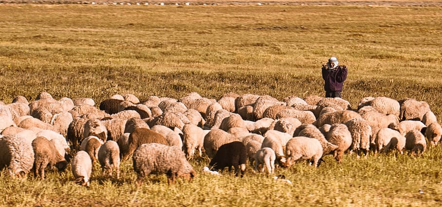 sheep, tunisie, animals, shepherd, mammal, animal themes, domestic animals HD wallpaper